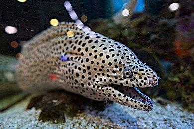 天马行空挥洒创意！ 《狂想乐园》今日上市！